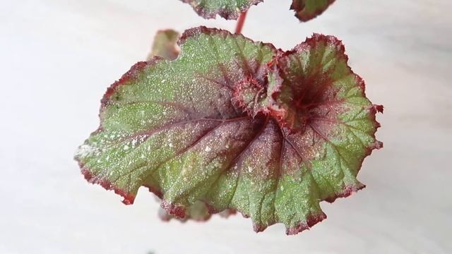 Бегония ДС-Япония. Видео обзор сорта смотреть онлайн