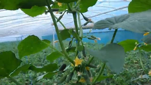 Огурцы для выращивания на окне или балконе. Сорт Балконные огурцы смотреть онлайн