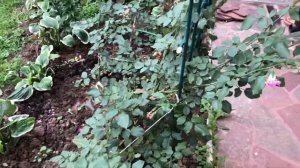 Нашествие розанной цикады! Обработайте розы!?