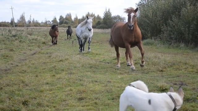 Лошади бегут домой. смотреть онлайн