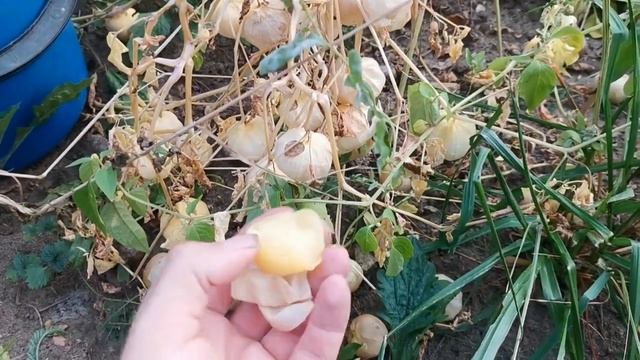 Самое время собирать УРОЖАЙ этого овоща! смотреть онлайн