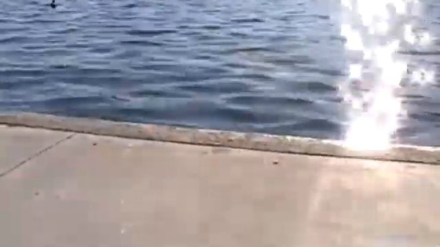 SyntheticProphecyTv - Mystical Quest (Sketch) смотреть онлайн