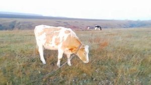 ?КУПИЛ СИММЕНТАЛЬСКУЮ НЕТЕЛЬ, КРС.