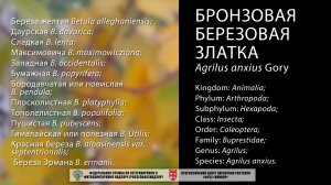 Бронзовая березовая златка  (Agrilus anxius Gory)