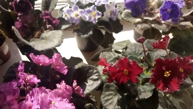 САМЫЙ ЛЕГКИЙ СПОСОБ ЗАСТАВИТЬ ФИАЛКУ ЦВЕСТИ ! НАБИТЬ ЕЕ !!! смотреть онлайн