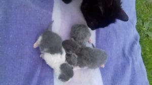 Новорожденные котята