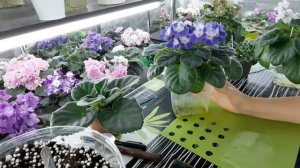 Фитильный полив Фиалки. Плюсы и минусы. Стоит ли выращивать фиалки на фитильном поливе?