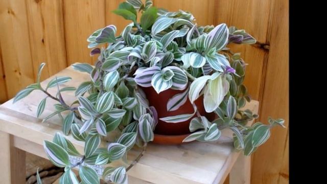 Традесканция уход