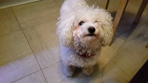 Собака разговаривает на русском