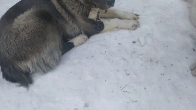 Алабай! Болевой порог на примере моего алабая.
