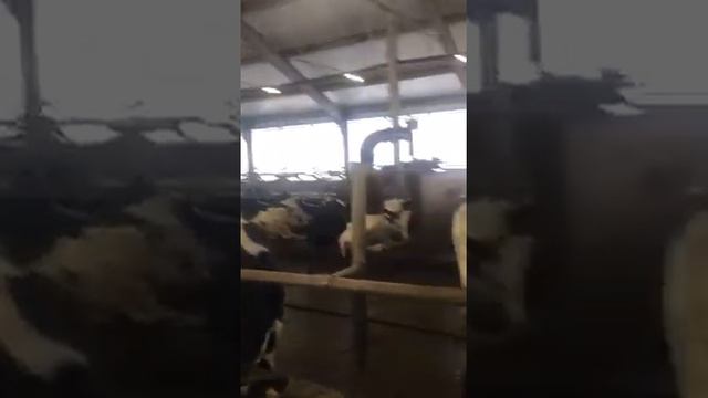 Коровы дойные, Нетели молочные. Продажа КРС разных пород коров. agrokros.ru #крс