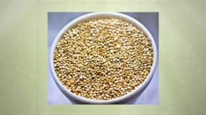 Выращивание вьющейся фасоли. Несколько советов