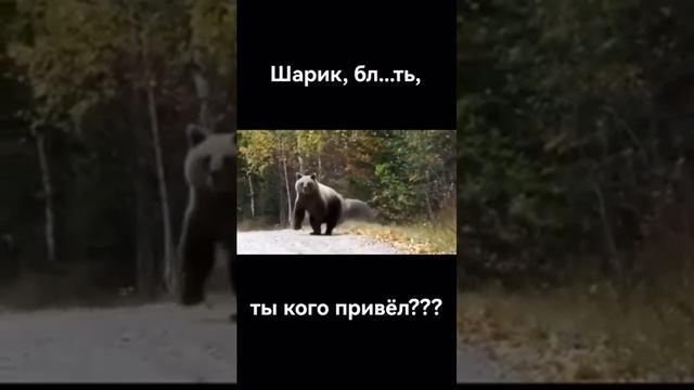 Шарик Друг Ты Кого Привёл )))