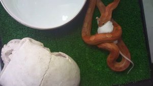 Кормление маисового полоза