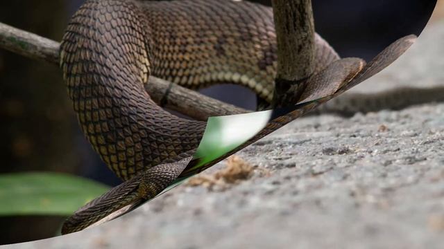 Звуки гадюки смотреть онлайн