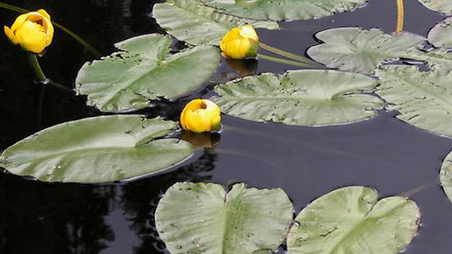 4. Читаем вместе М. Бюсси "Чёрные кувшинки" смотреть онлайн