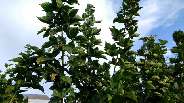 ??ЕЖЕВИКА РЕМОНТАНТНАЯ БЛЭК МЭДЖИК. МОЙ ОТЗЫВ О СОРТЕ смотреть онлайн