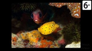 Удивительные соседи. Кузовок-кубик