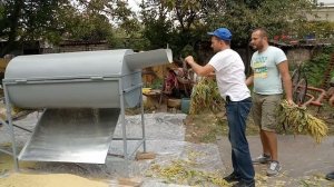 Обмолот метелок амаранта