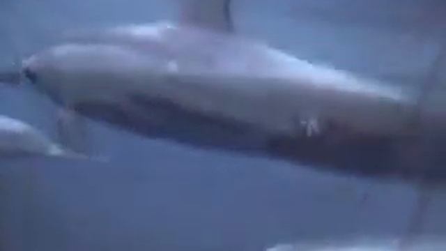 The Samples "Feel Us Shaking" смотреть онлайн