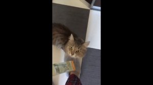 Что любят есть кошки, лучшие приколы 2020? / What cats eat?