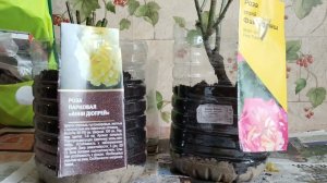 Распаковываем и сажаем розы из магазина Оби. Февраль. В каком состоянии саженцы