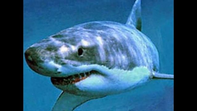 Акулы - Хищные морские рыбы смотреть онлайн