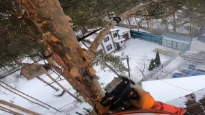 Санитарная обрезка веток сосны