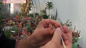 Как опылить Эчеверии, чтобы получить семена.