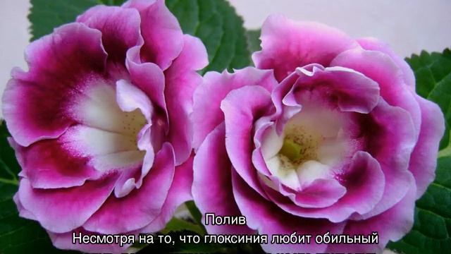 У глоксинии скручиваются листья — что делать смотреть онлайн