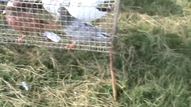 Ярмарка голубей г.Славянск-на-Кубани 19.06.2022г. 1часть