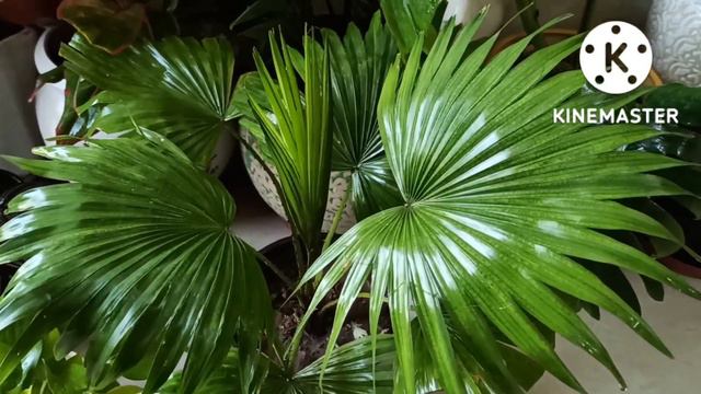 Best Ornamental Plants Of My Garden With Names@gardeningwithgeetkumar