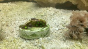 Мелкая взвесь в воде, пылит песок в морском аквариуме.