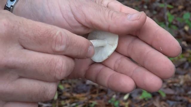 Amanita Mushroom Species Overview Caution:  Poisonous