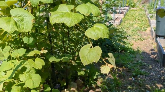 June 2023 Garden Tour