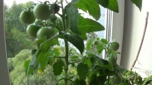 Огород на окошке - помидоры прут!