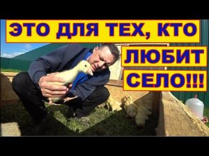 Из Германии в село///Разводим гусят, индюшат и садим огород