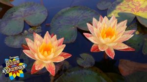 Нимфея Paranee (Парани) кувшинка, waterlily, водные растения, пруд