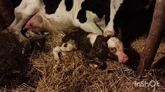 Дождались. Аська отелилась. смотреть онлайн