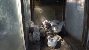 Борковская Барвистая самая продуктивная яичная порода кур Серебристый леггорн Сельская жизнь