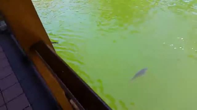 аквариум под открытым небом смотреть онлайн