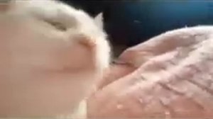 МЕМ КОТ КАЧАЕТ ГОЛОВОЙ (Оригинал) мема?