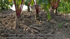 Что сажать после чеснока на следующий год