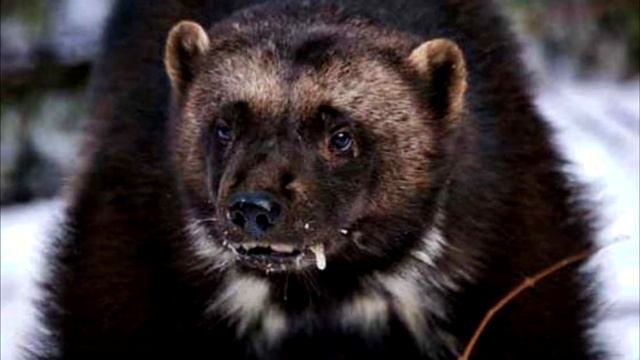 Два самых свирепых зверя — с которыми не рискуют связываться ни тигры, ни львы… смотреть онлайн