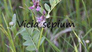 How to Pronounce Vicia sepium?
