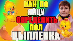 Как по яйцу ОПРЕДЕЛИТЬ пол цыпленка. Аутосексные породы кур.