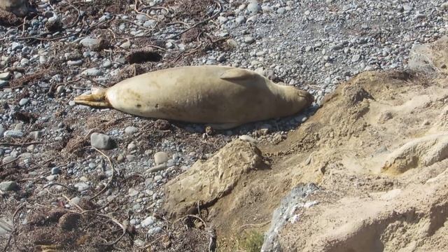 Морские слоники смотреть онлайн
