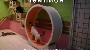 Беговое колесо для кошек и собак мелких пород