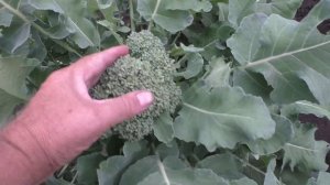 Срезал первую головку капусты брокколи ЛИНДА