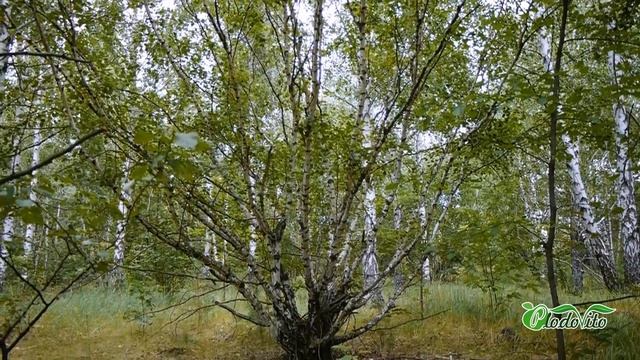 Карельская береза I Betula carelica